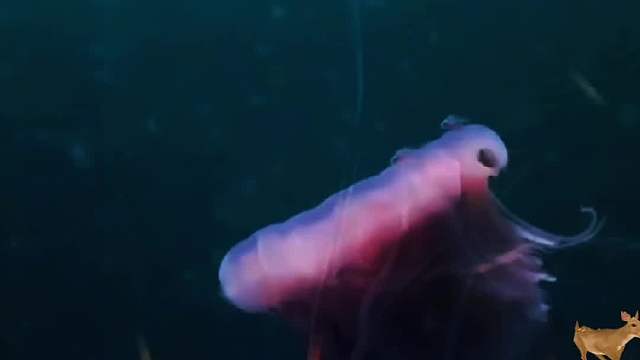 最毒的海洋生物，到底有多可怕