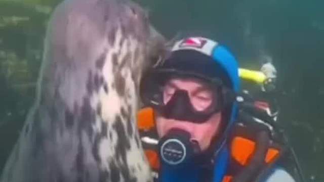 记住万物皆有灵，不要以为海豹傻，它害怕你真的有危险