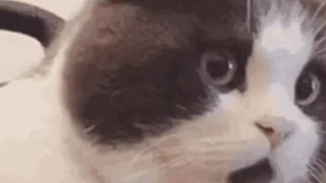 天呐！都用嘴不一定能赢过它！这狗子真的好稳！！！