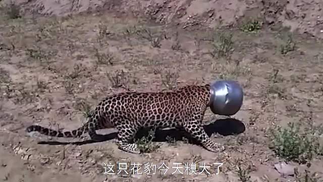 花豹脑袋被水壶卡住了，聪明的花豹寻求人类的帮助，最后成功获救