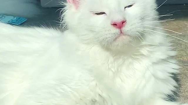缅因猫是全色系的猫，你喜欢缅因猫的哪个颜色