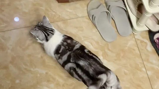 小猫咪居然能够听声辨人？