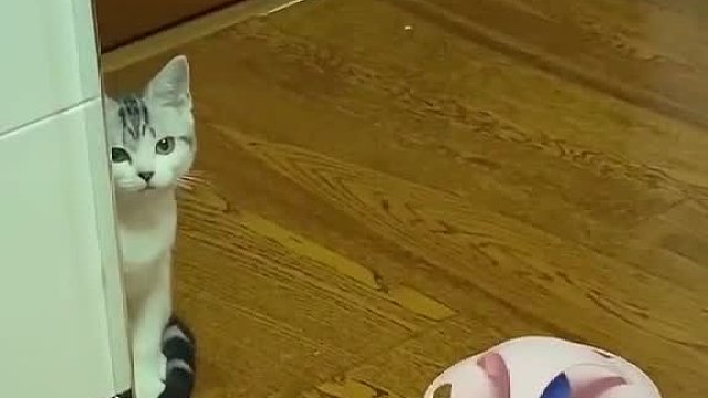 桑葚的暗中观察合集，一边剪辑一边觉得太可爱了