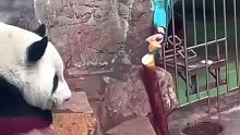 大熊猫生闷气，饲养员卑微拿窝头求和好