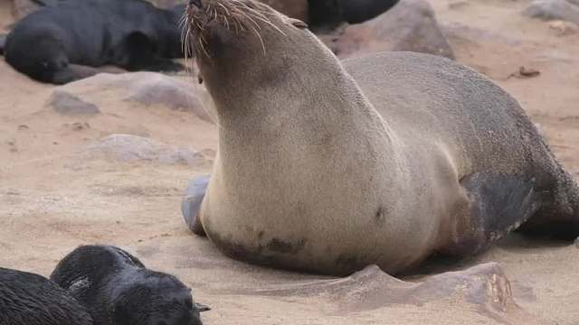 这咋办呀这，不敢放啊，过于可爱啦~
