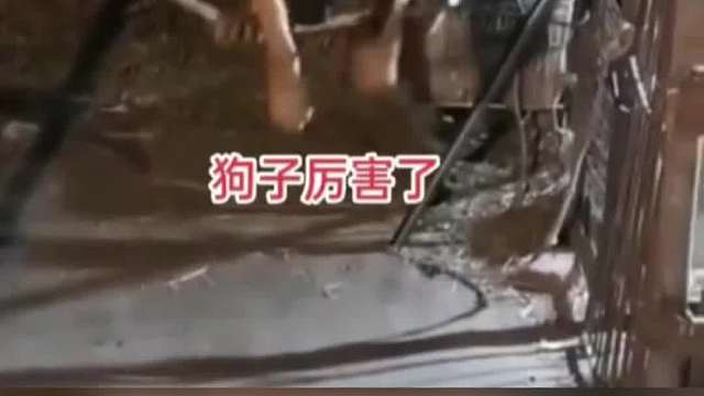 动物界高手爱露一手名场面，动物那些神奇的技能，动物高手高高手