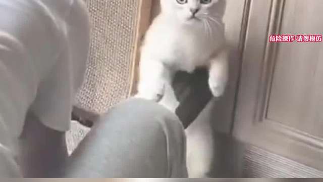 动物真被吓一跳名场面，看着猫咪被吓飞起，铲屎官却不厚道的笑了