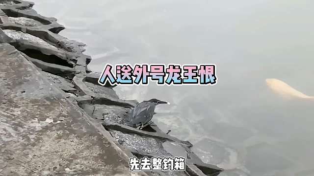 聪明的绿鹭用面包钓鱼！这技术比你们强多了！
