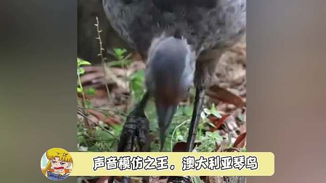 想知道那它自己本身的声音是什么呢？