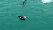 别的动物这样做可能有它的理由，但这是海豚诶，它一定是在找乐子！