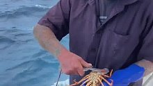 这么多不合尺寸的龙虾被放回海里了
