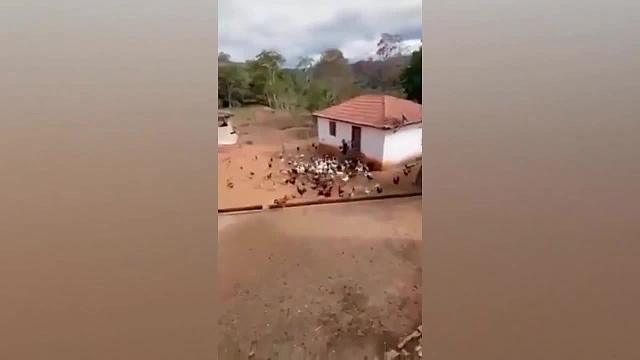 动物的千层套路