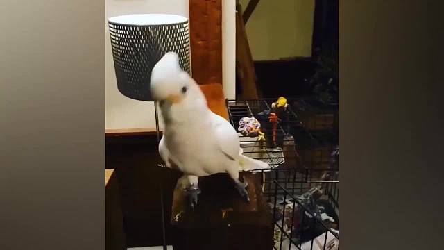 动物智商天花板