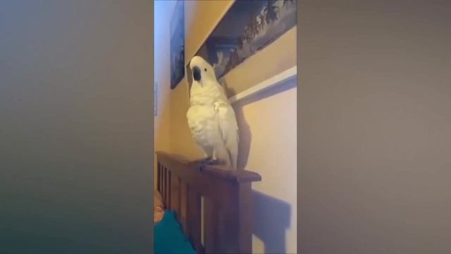 动物的千层套路