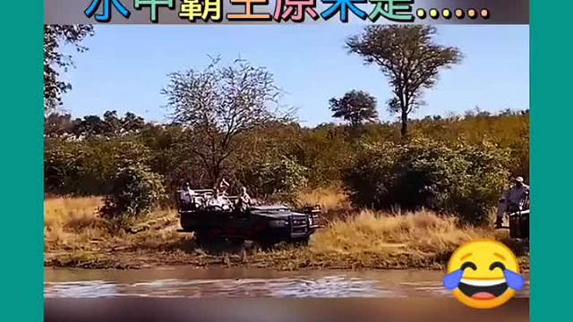 搞笑配音水 中霸主生气了