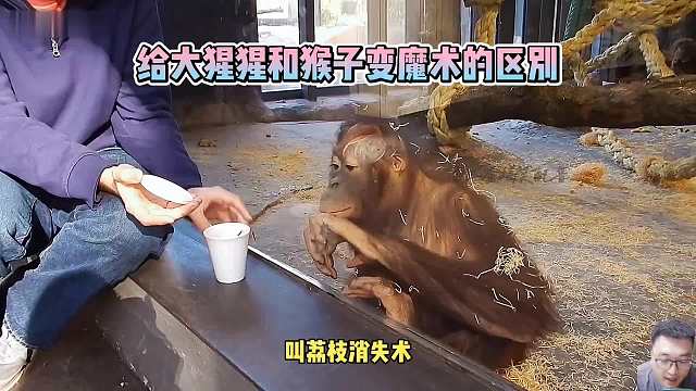 给猩猩变魔术和给猴子变魔术的区别在哪？猴子好现实！