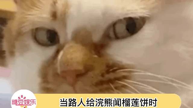 浣熊：不敢相信你们人类居然吃这种恶臭食物……