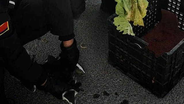 凤头鸟因受伤无法飞行，民警救援后送往专业机构救助