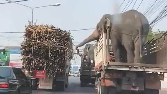 货车拉着大象在路上狂奔，结果红灯突然亮了，下一秒憋住别笑！ 