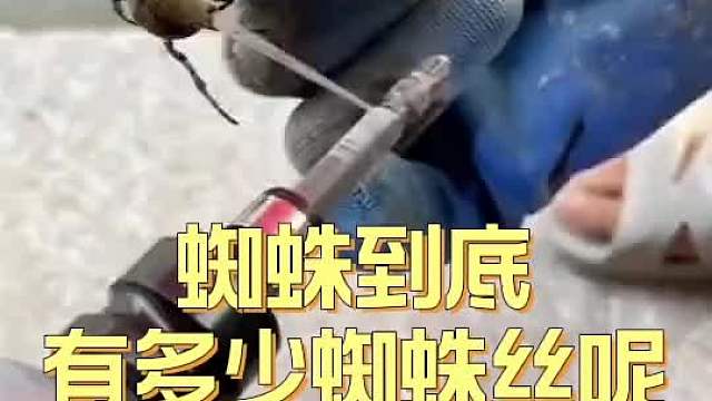 蜘蛛到底有多少蜘蛛丝呢？