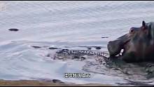 搞笑配音：鳄鱼水中霸主在河马面前一点尊严没有！河马
