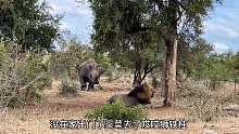 当两头狮子碰到犀牛！