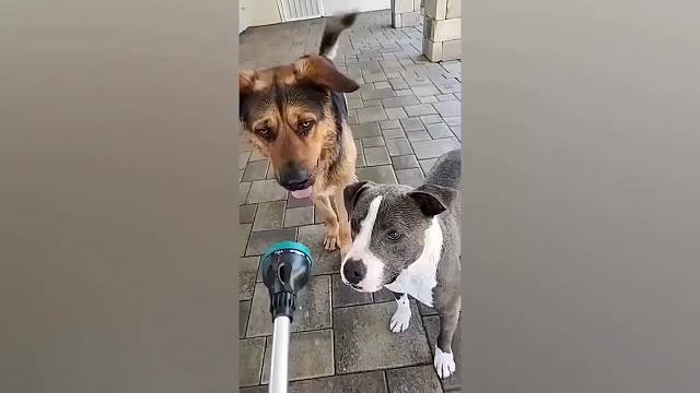 动物的千层套路