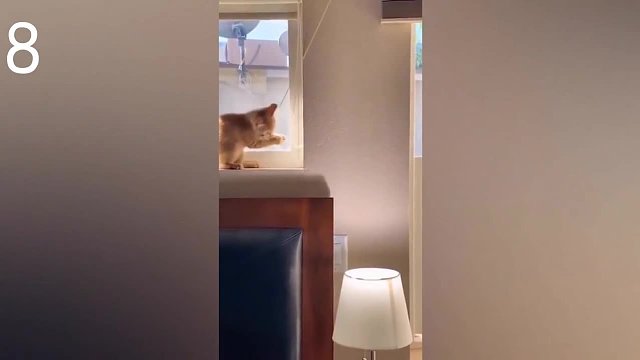 盘点动物治愈行为