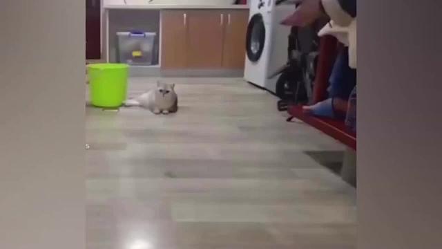 动物的千层套路