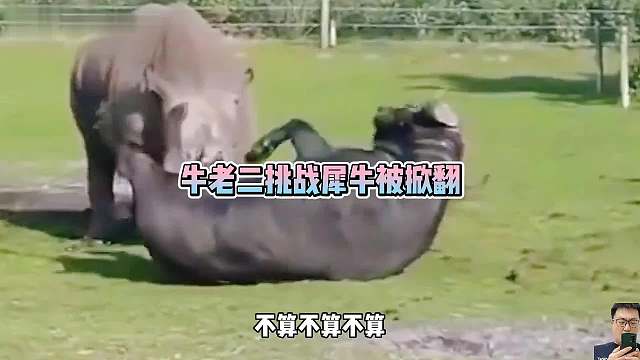 牛老二挑战大佬犀，这不是作死吗！被犀牛掀翻！