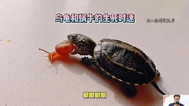 蜗牛和乌龟展开了生死时速！