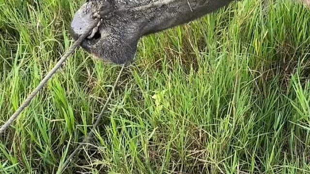 一箱红牛换个舌头，是我亏了还是牛亏了