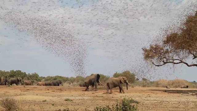 几十万只小鸟攻击大象，大象吓得赶紧逃跑！这是发生了啥？
