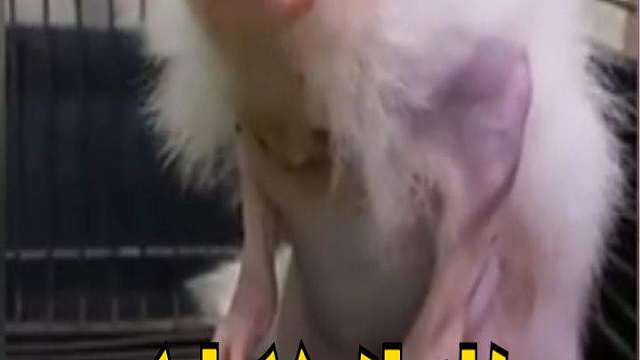 奇闻异事：盘点那些离奇的生物，你都见过吗