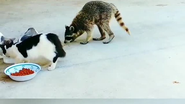 动物成精看到最后，不笑你踹我！