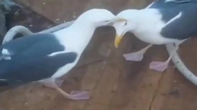 就为了一条鱼，海鸥惨被同伴“夹头强逼”，快给劳资吐出来！