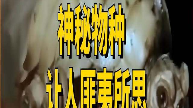 奇闻异事：极其罕见的神秘生物，长相怪异，你认识吗？