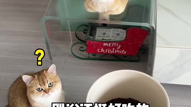 说好的同甘共苦，为什么猫吃肉人吃素？？？