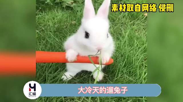 看把小兔子冻的，都僵了！