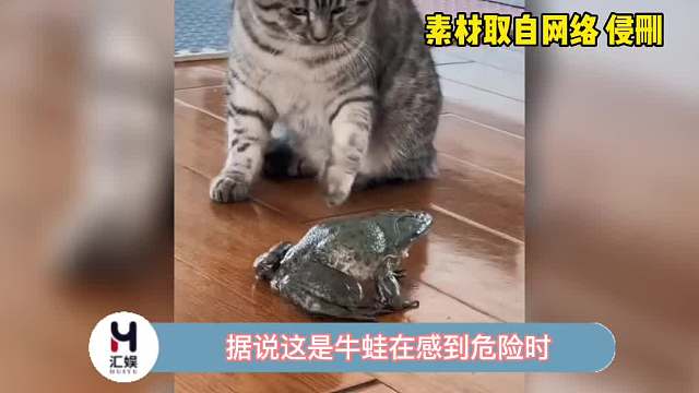 从牛蛙身上学会了什么叫“师夷长技以制夷”！