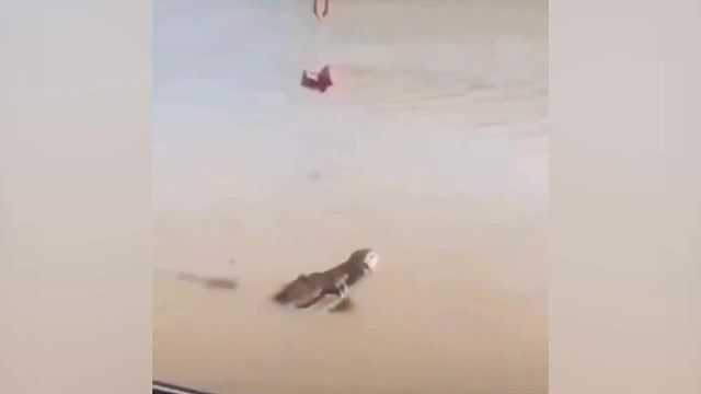 盘点动物界智商天花板