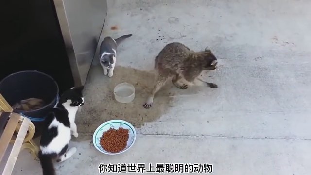 世界最最聪明的动物排名#智商 #动物