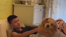 会撒娇的狗狗真好命，金毛一直黏着16岁的弟弟，怎么赶也不走