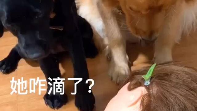 奶狗还是经历的太少啊……