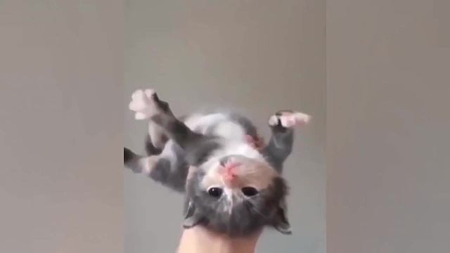 盘点动物界智商天花板