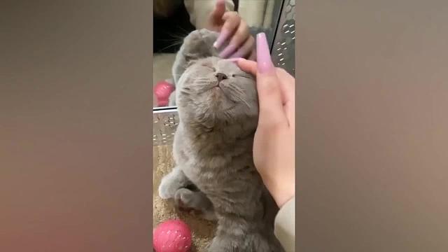 动物智商天花板