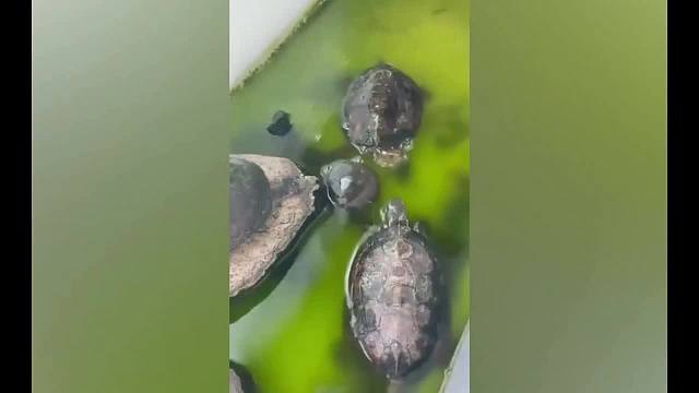 动物智商天花板