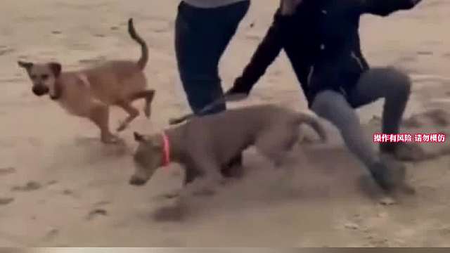 狗子胖揍铲屎官名场面，这宠物就是铲屎官的克星，铲屎官养的大爷