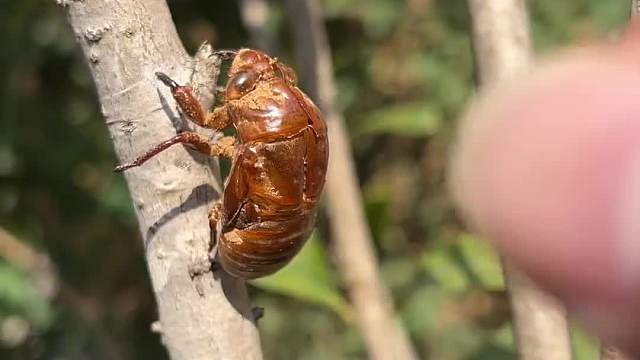  这个你吃过吗？晚上尿床的，可以用这个煲汤喝哦！