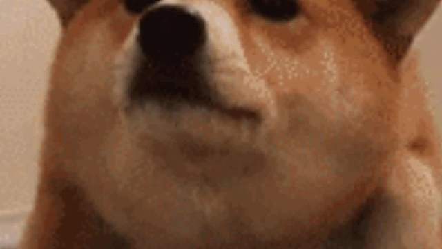 后面看热闹的：嚯！哪里放鞭炮了？让我看看来~哟！直接给我看懵